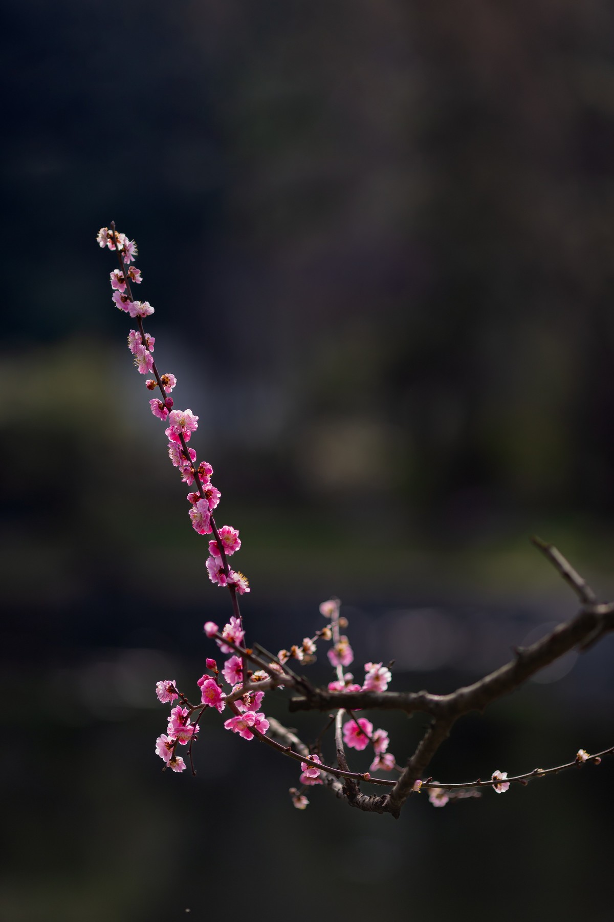 浮光掠影有暗香