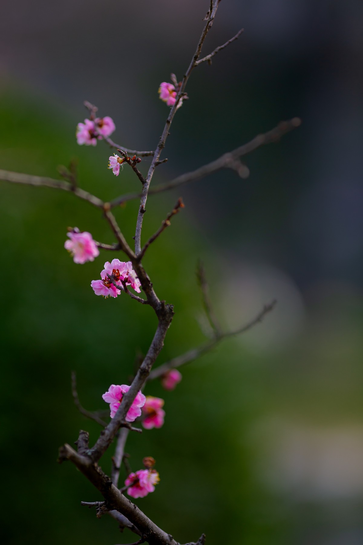 浮光掠影有暗香