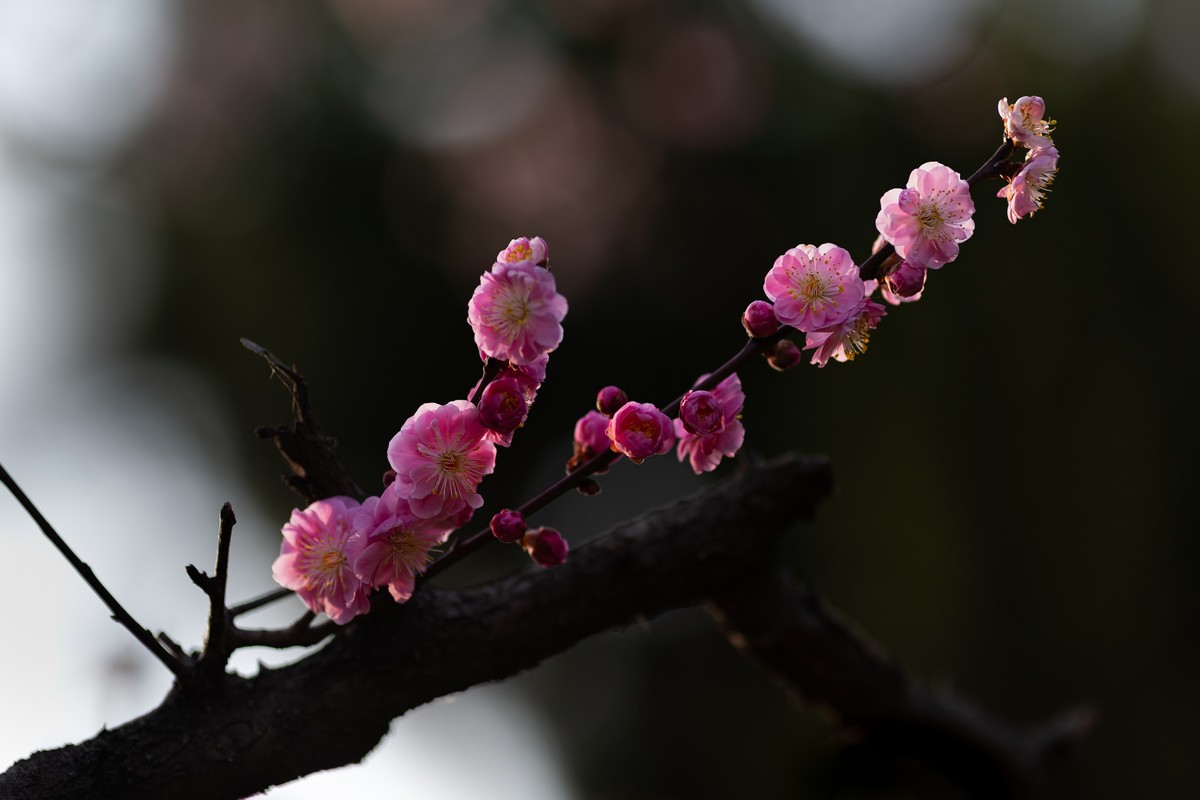 浮光掠影有暗香