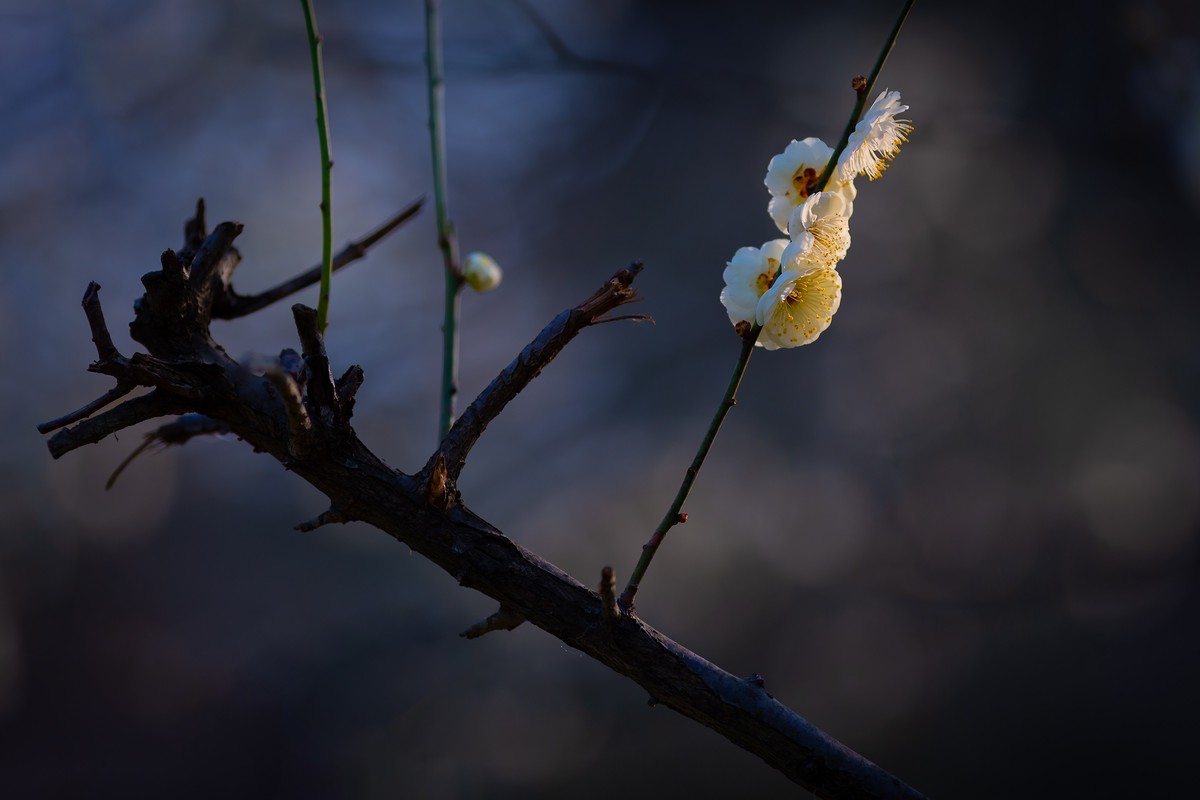 浮光掠影有暗香