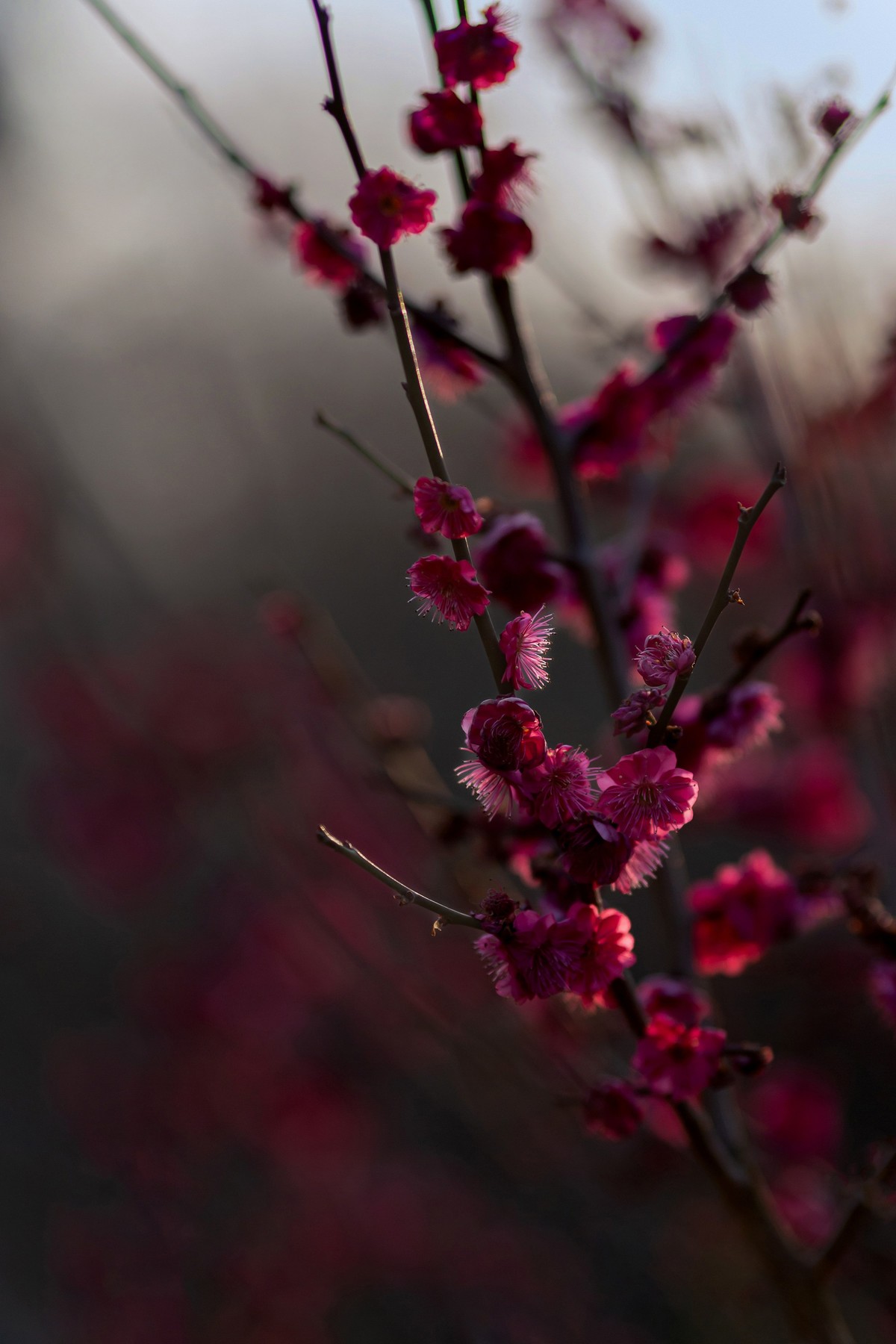 浮光掠影有暗香