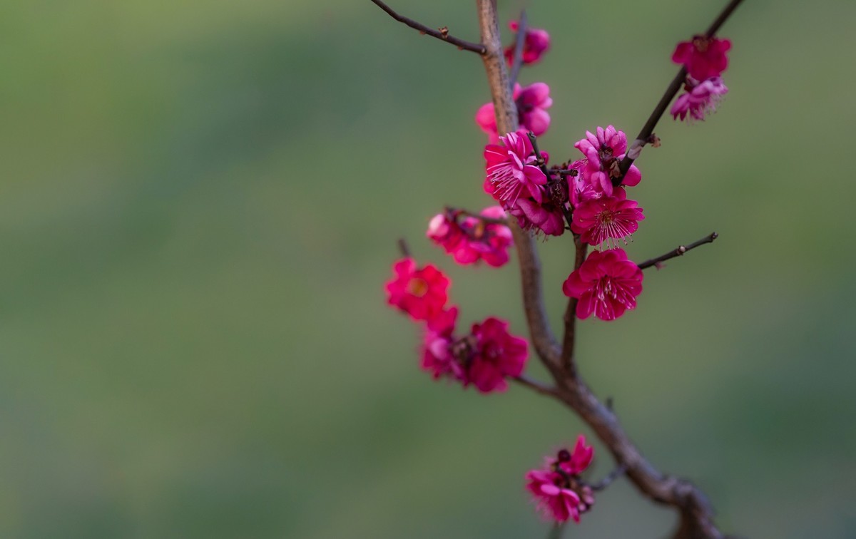 浮光掠影有暗香