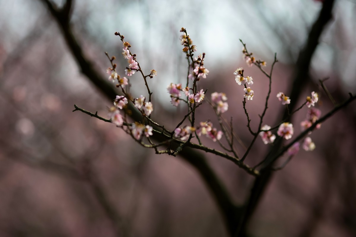 浮光掠影有暗香