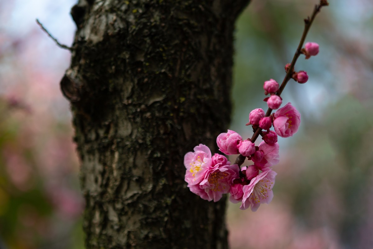 浮光掠影有暗香