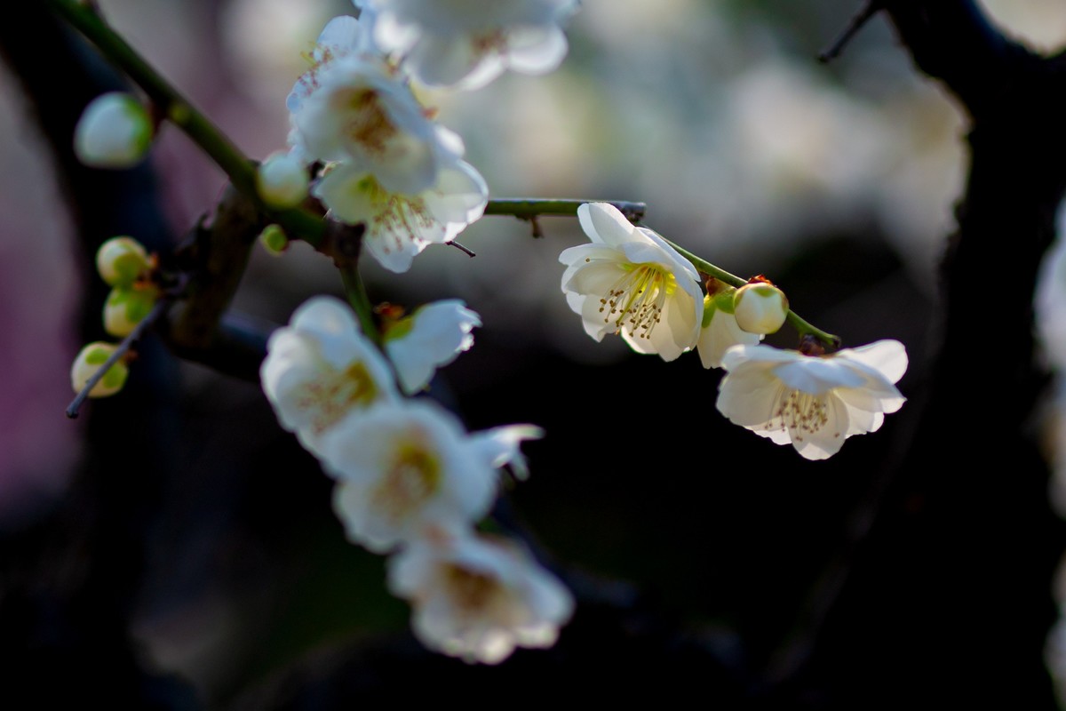 浮光掠影有暗香