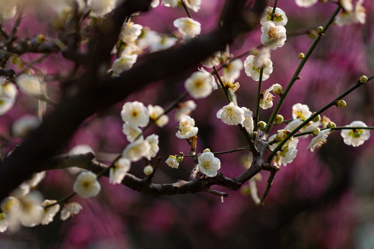 浮光掠影有暗香