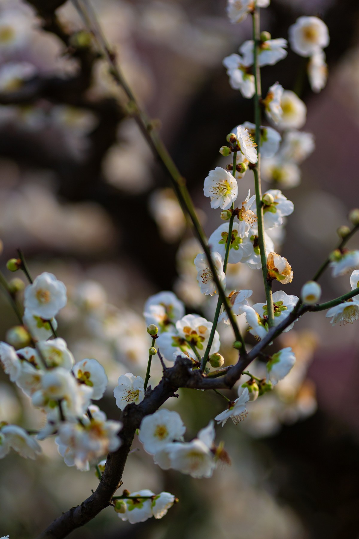 浮光掠影有暗香