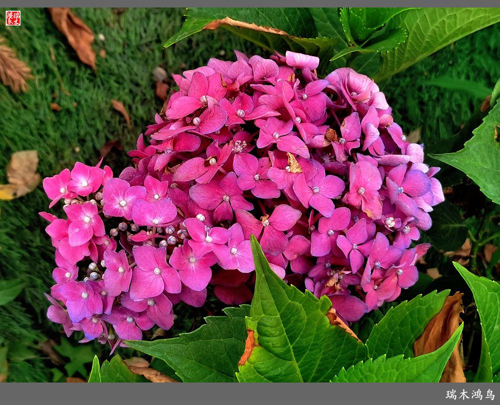 多姿多彩的绣球花