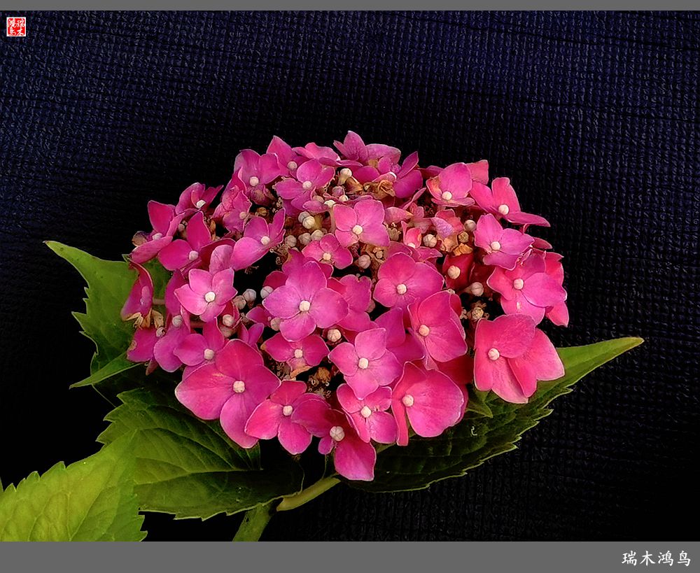 多姿多彩的绣球花