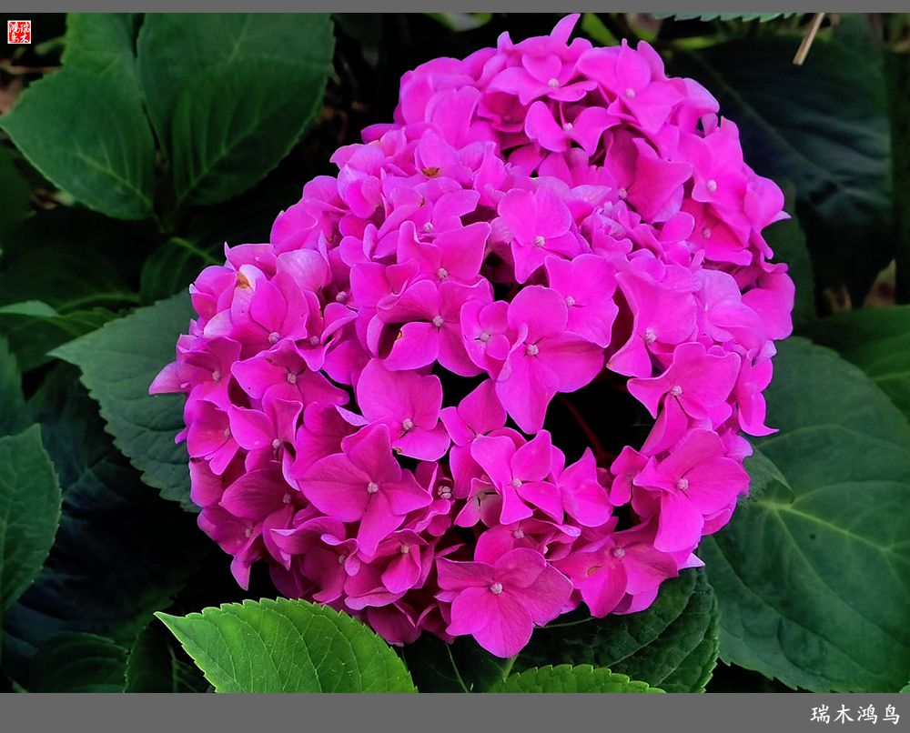 多姿多彩的绣球花