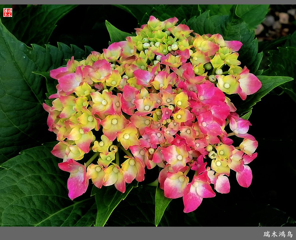 多姿多彩的绣球花