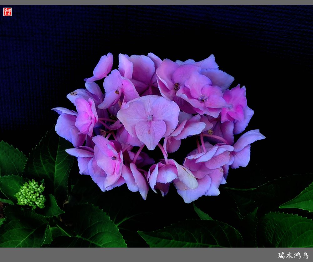 多姿多彩的绣球花