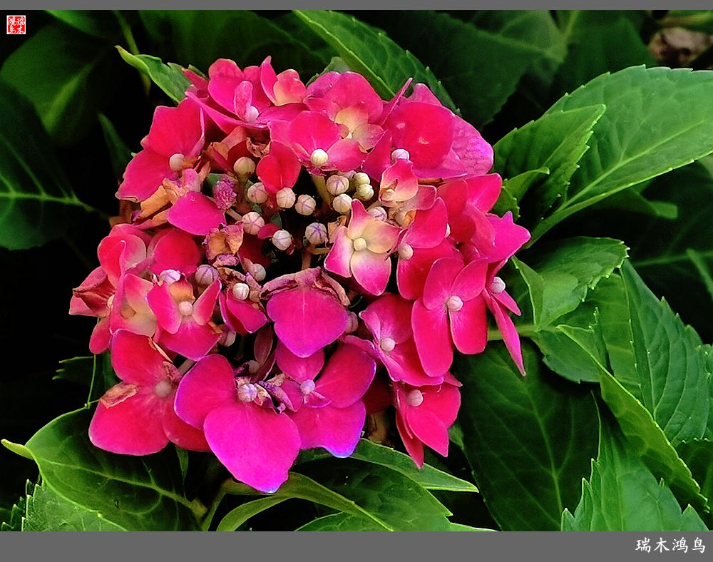 多姿多彩的绣球花