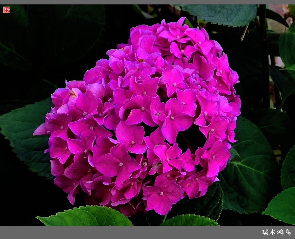 多姿多彩的绣球花