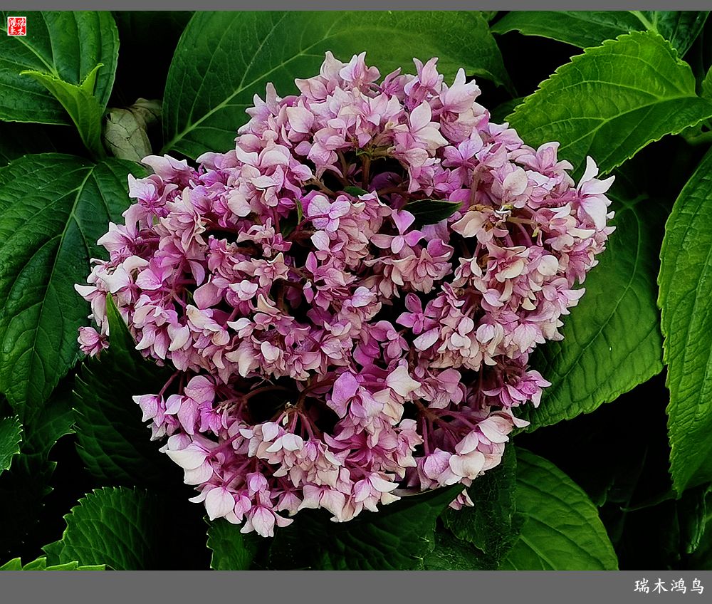 多姿多彩的绣球花