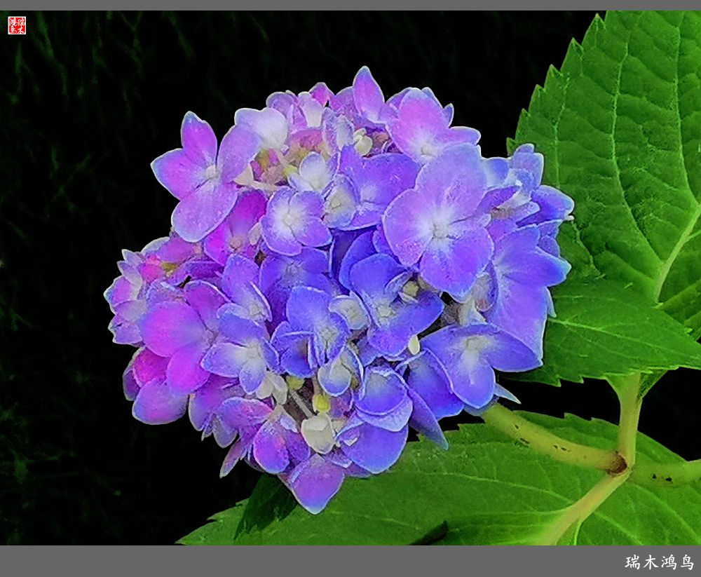 多姿多彩的绣球花