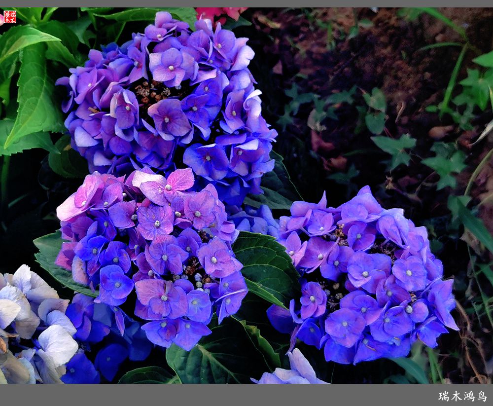 多姿多彩的绣球花