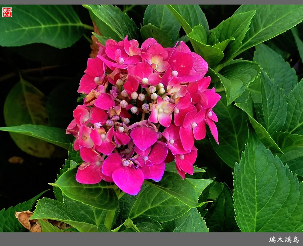 多姿多彩的绣球花