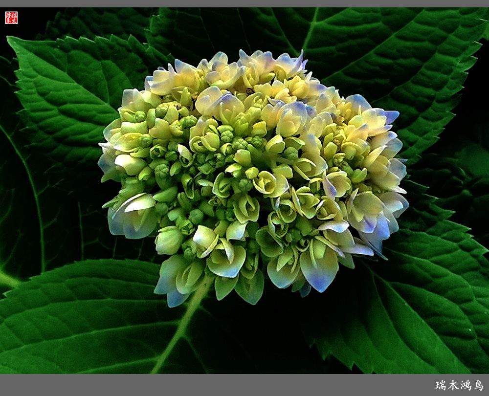 多姿多彩的绣球花