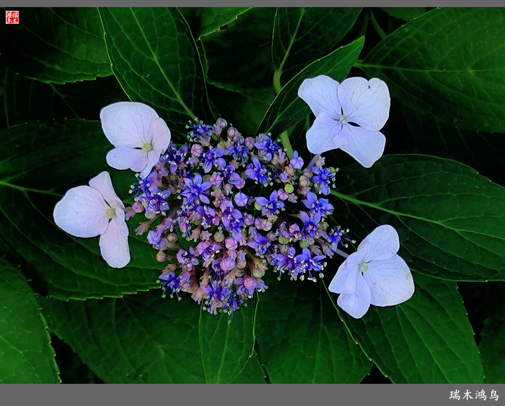 多姿多彩的绣球花