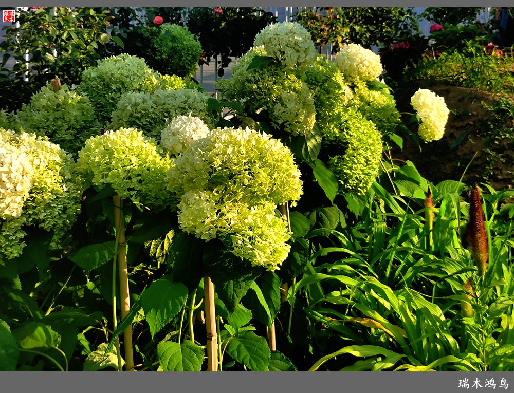 多姿多彩的绣球花