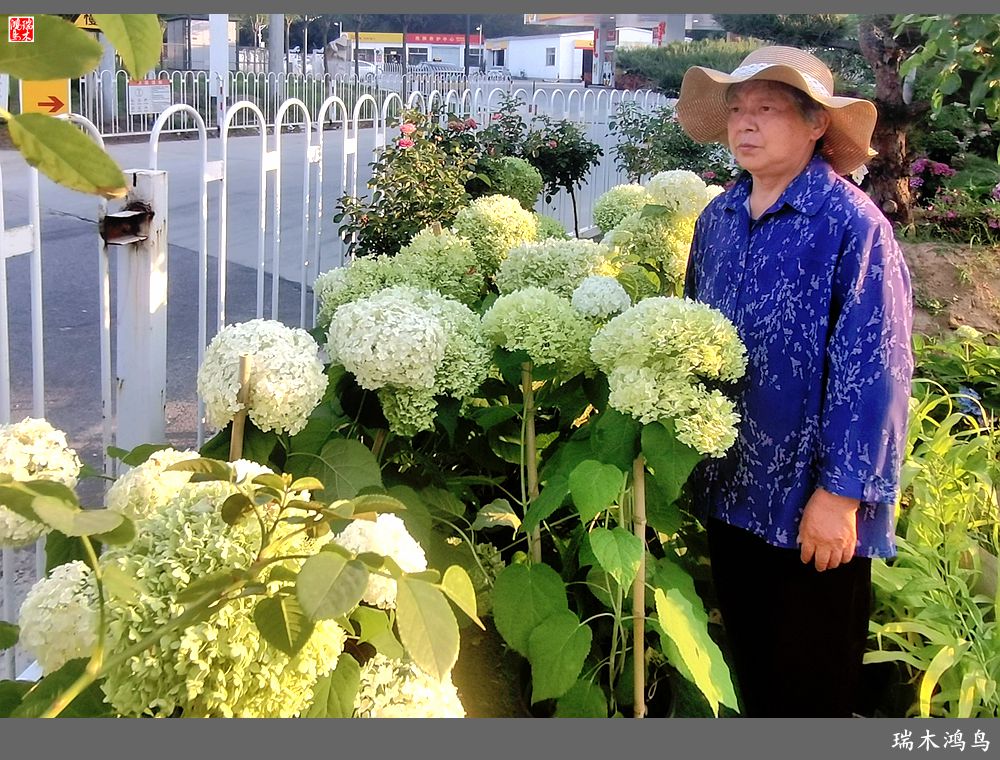 多姿多彩的绣球花