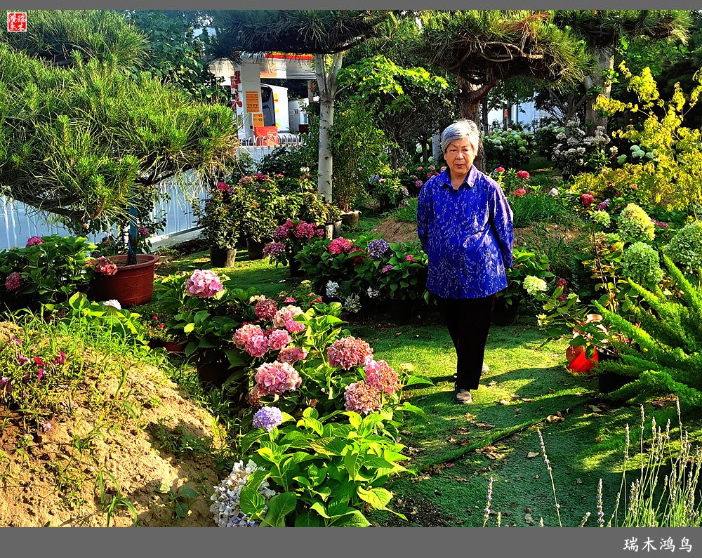 多姿多彩的绣球花