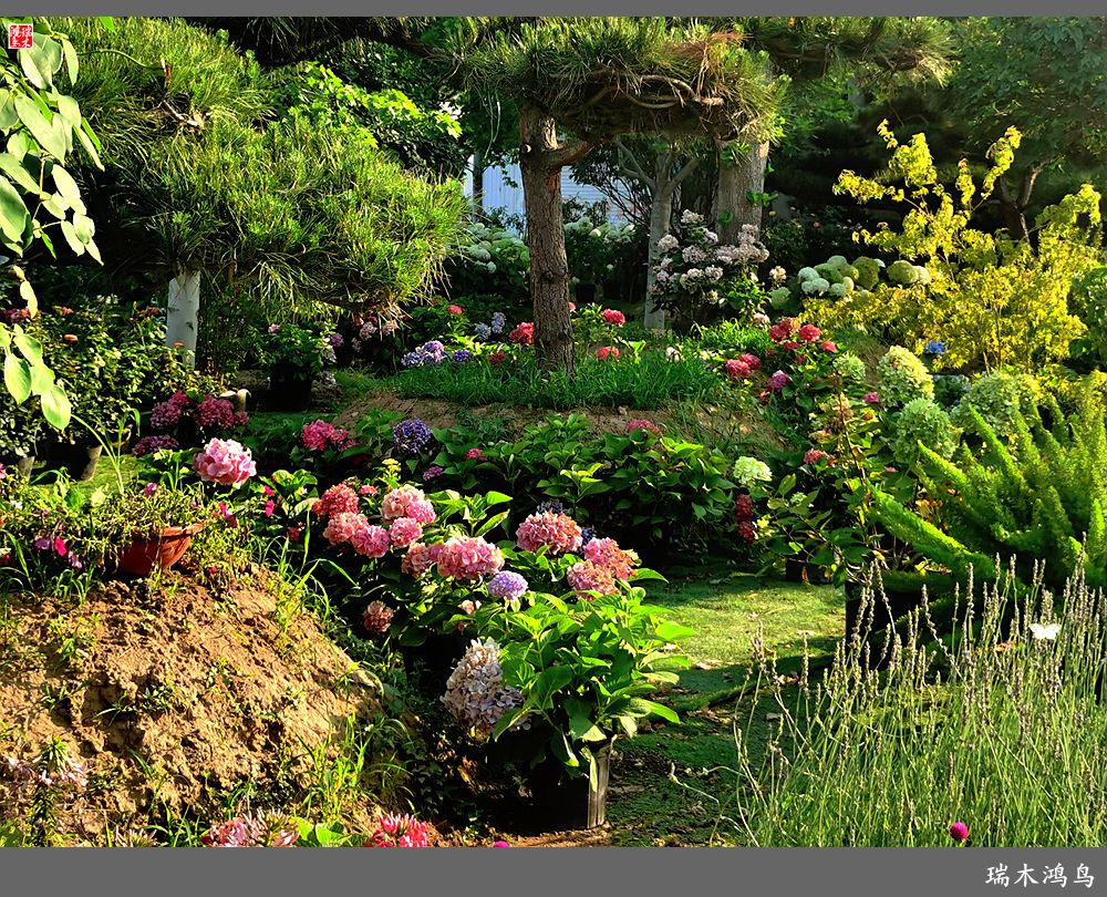 多姿多彩的绣球花