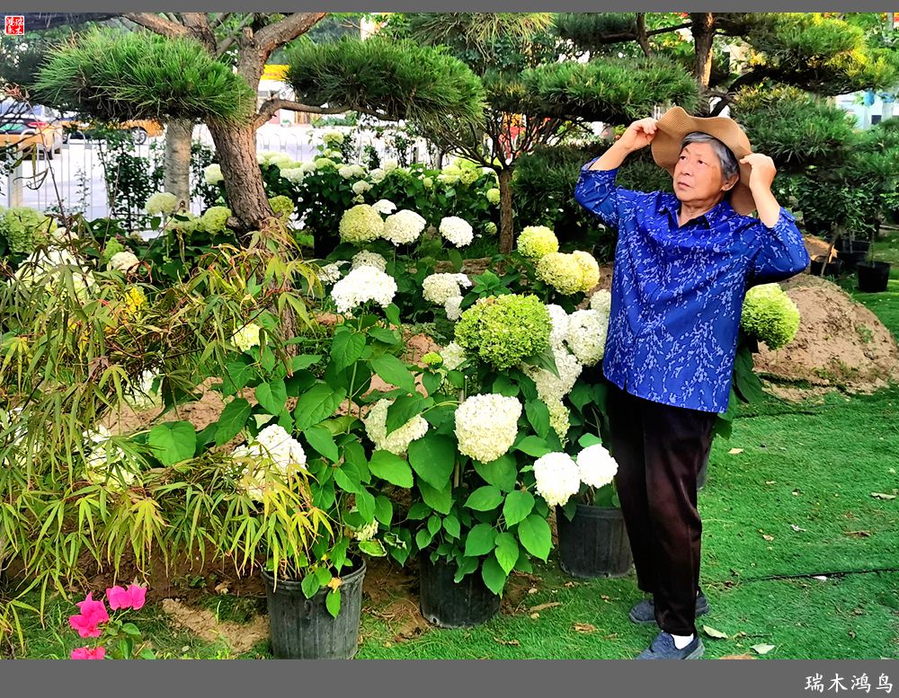 多姿多彩的绣球花