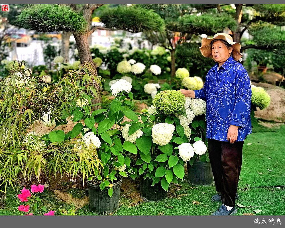 多姿多彩的绣球花