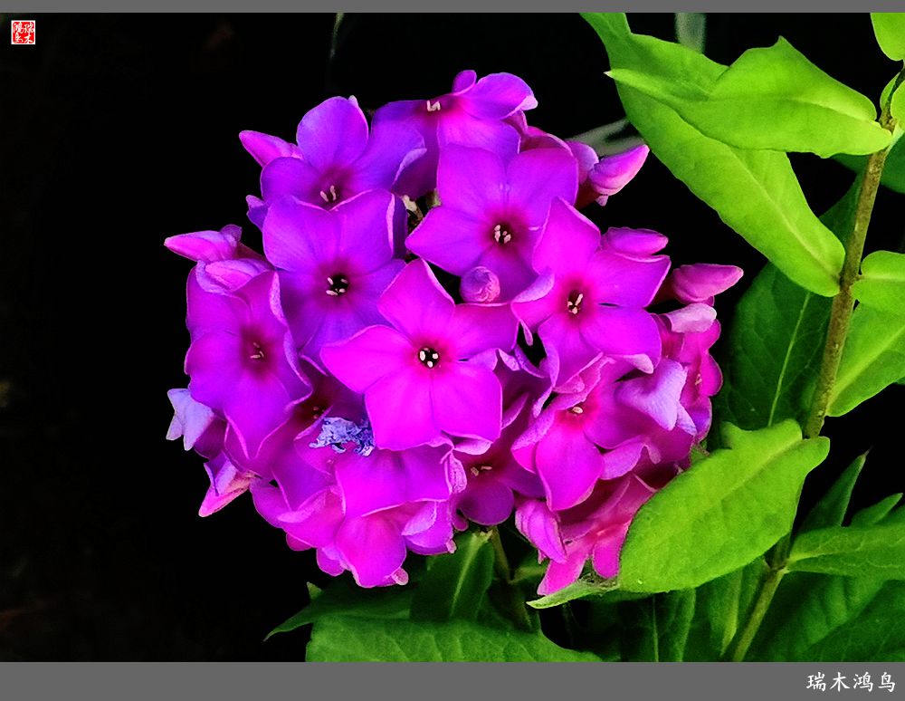 多姿多彩的绣球花