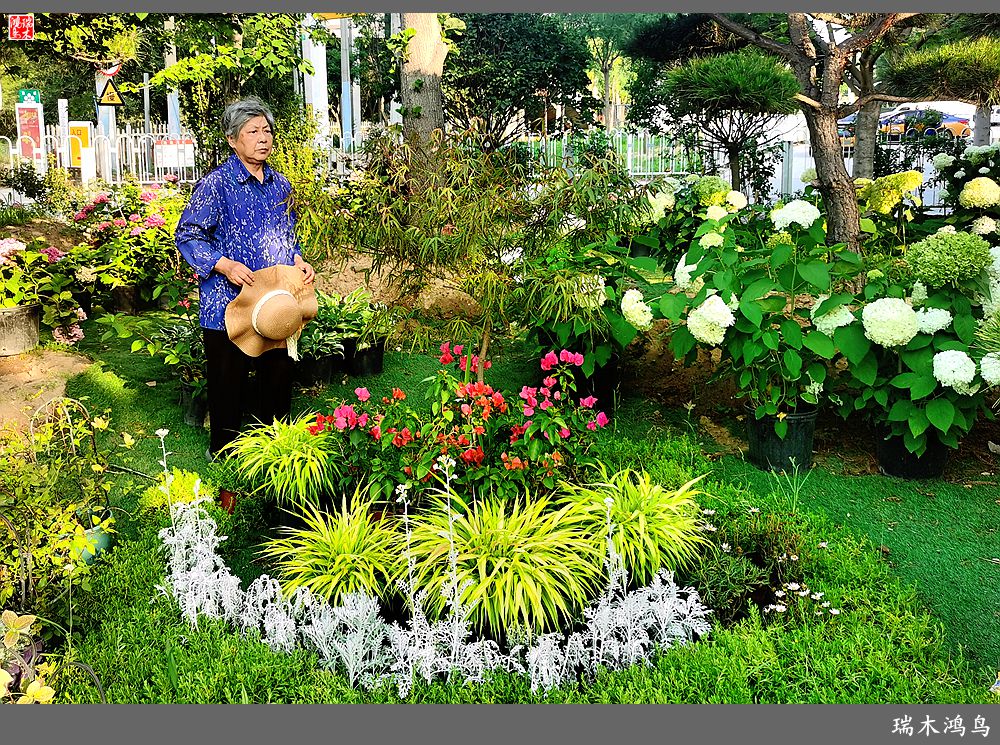 多姿多彩的绣球花