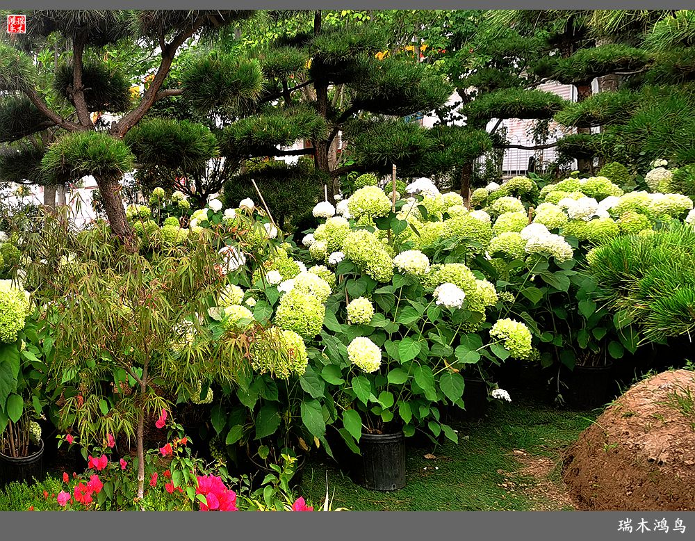 多姿多彩的绣球花