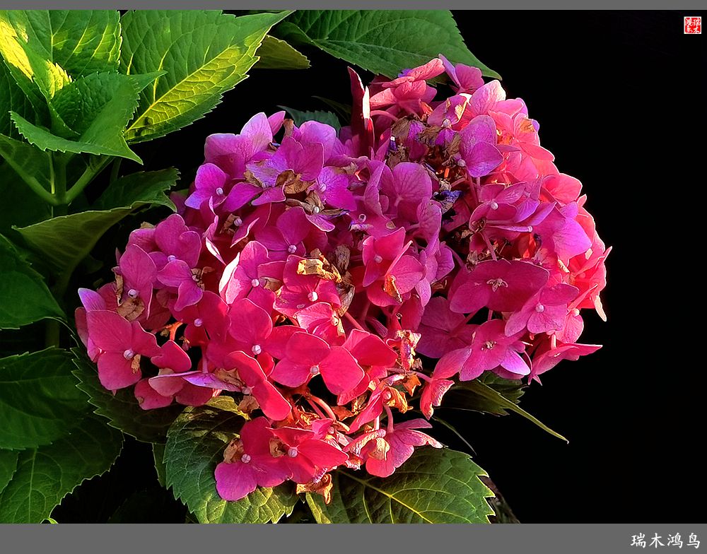 多姿多彩的绣球花