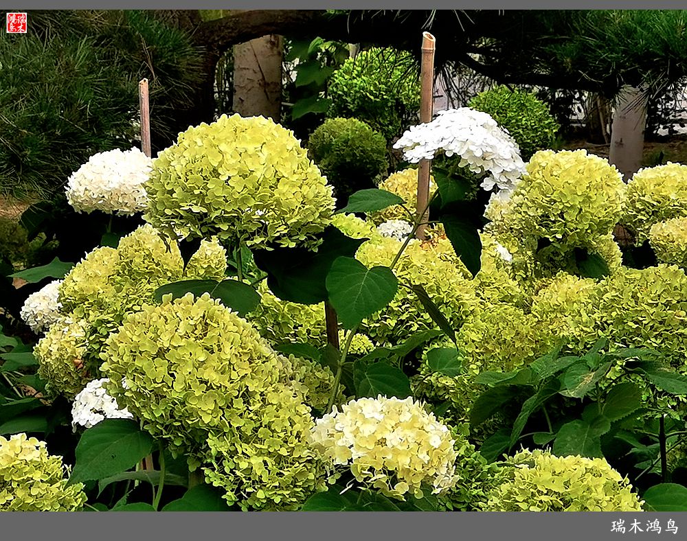 多姿多彩的绣球花