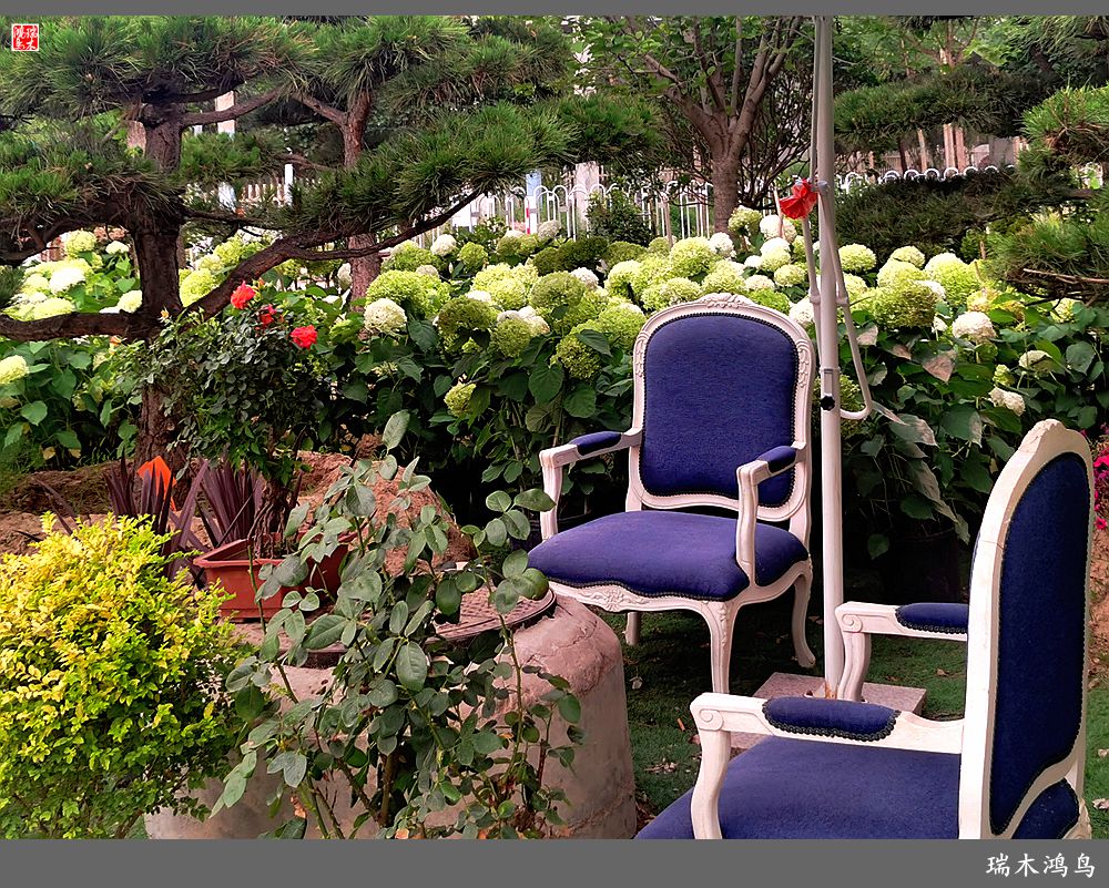 多姿多彩的绣球花