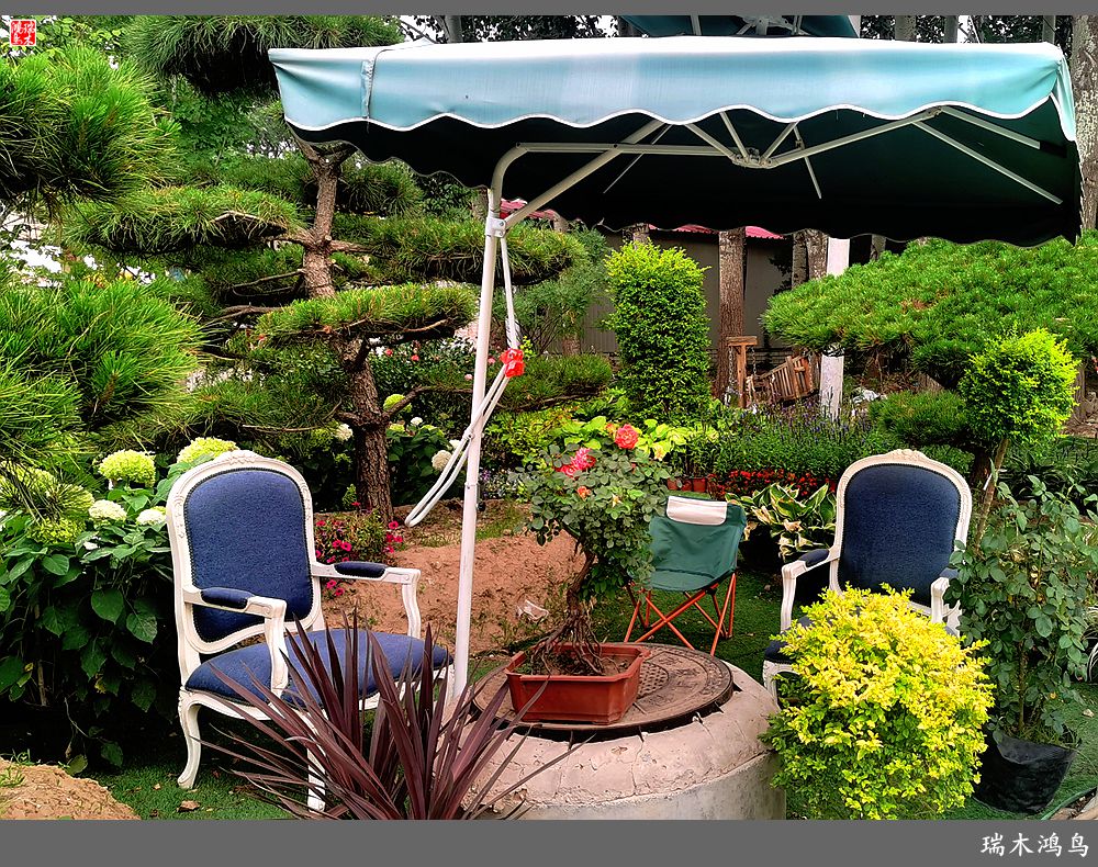 多姿多彩的绣球花