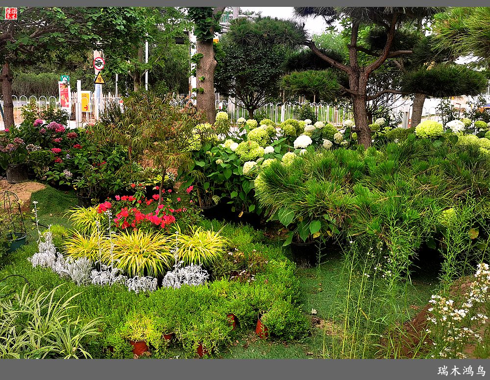 多姿多彩的绣球花