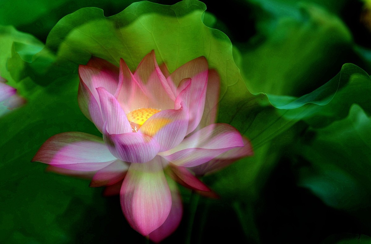 为荷而拍/多曝习摄