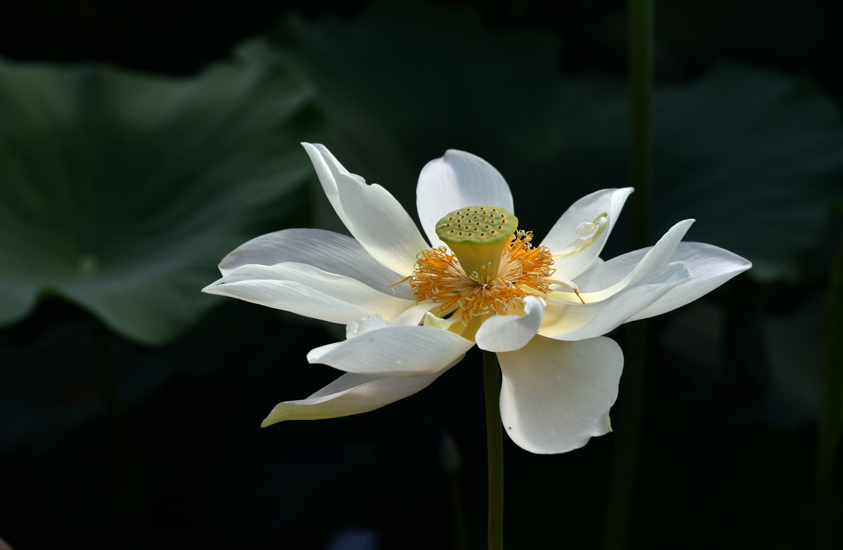 为荷而拍/多曝习摄