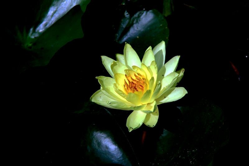 黄睡莲=2