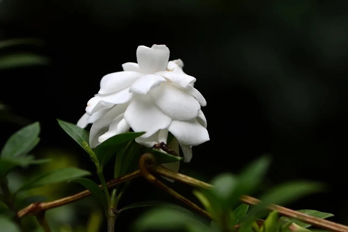 桅子花