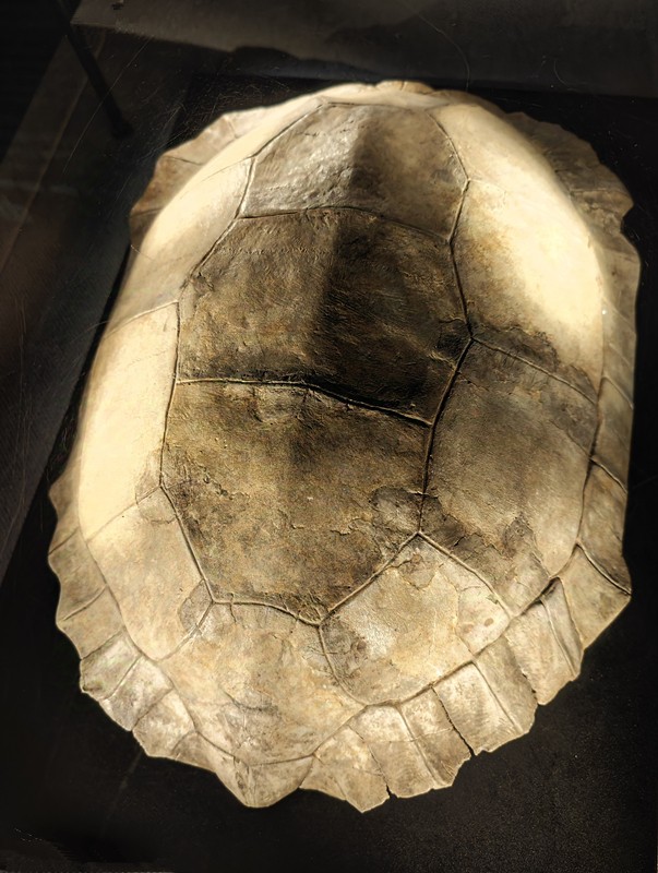 金沙遗址博物馆随拍