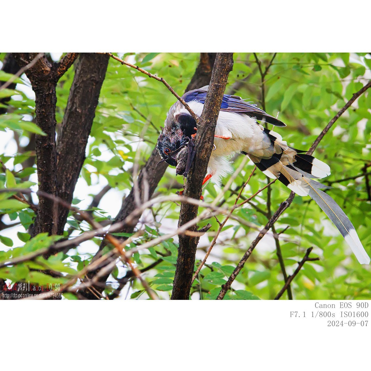 抓食蝙蝠的红嘴蓝鹊