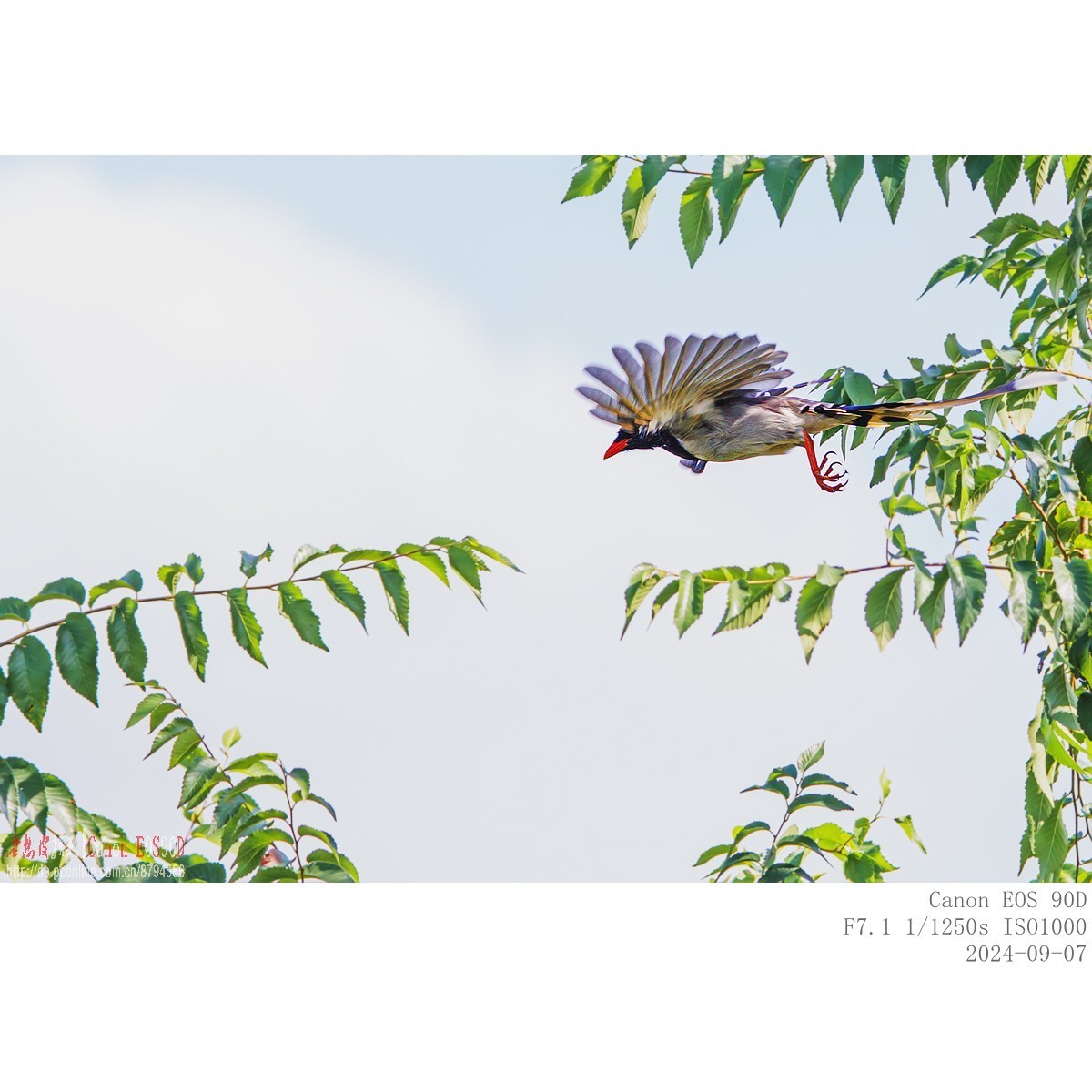 抓食蝙蝠的红嘴蓝鹊