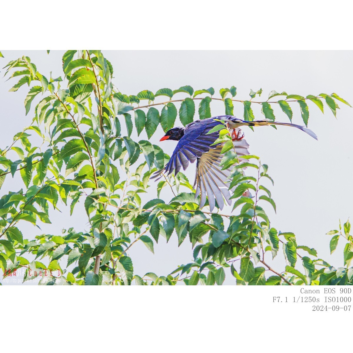 抓食蝙蝠的红嘴蓝鹊