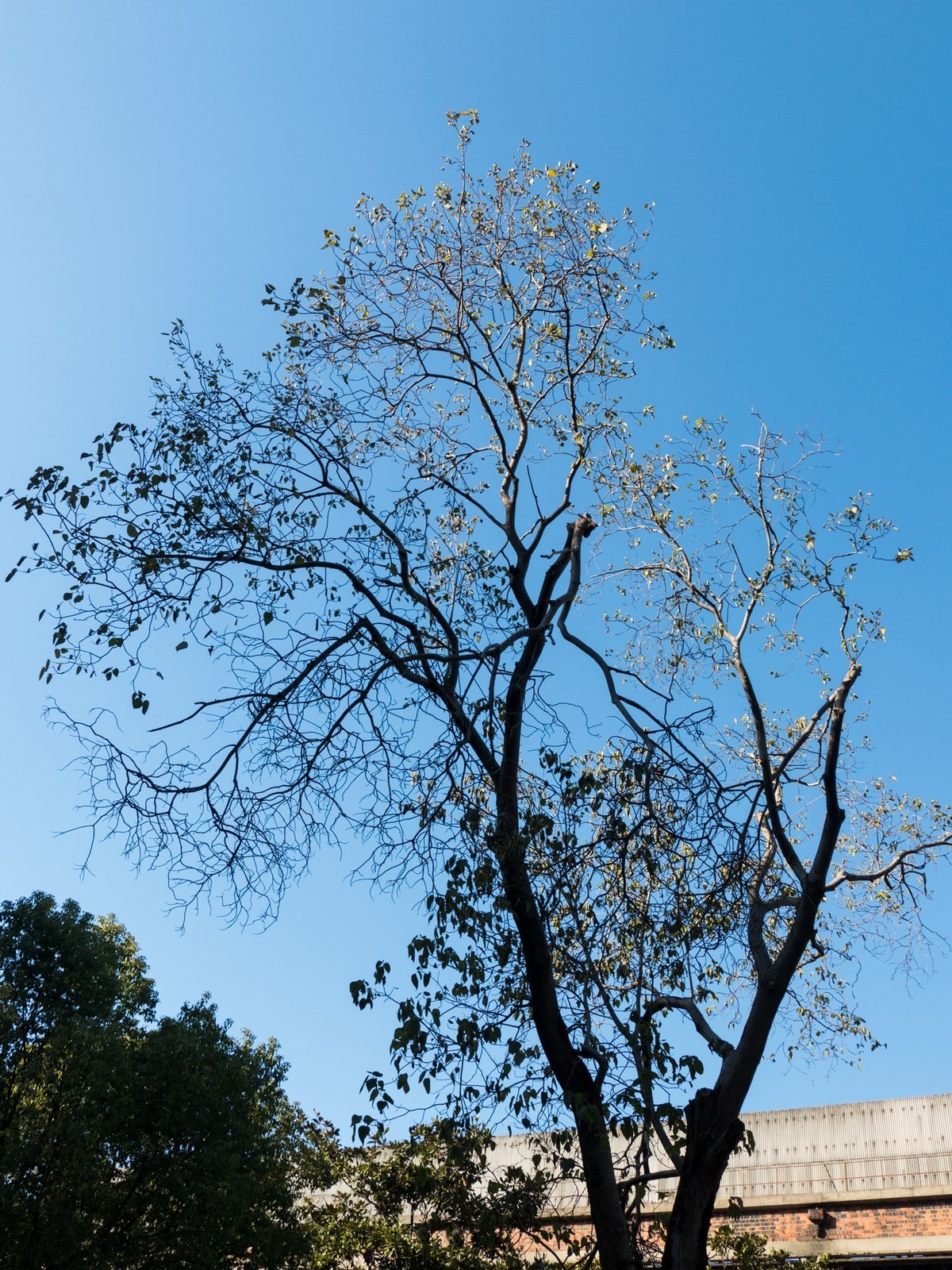 复兴岛公园（2）