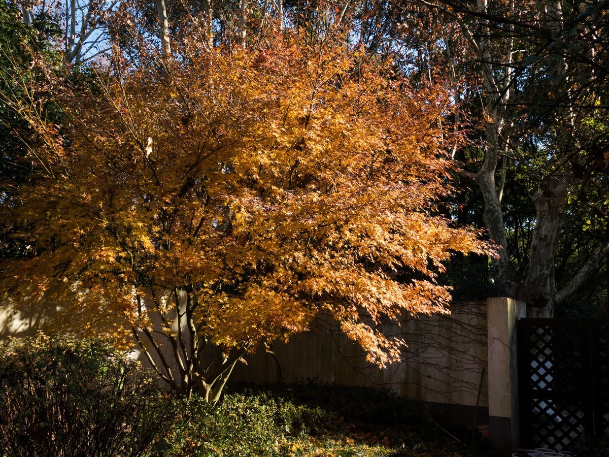 复兴岛公园（2）