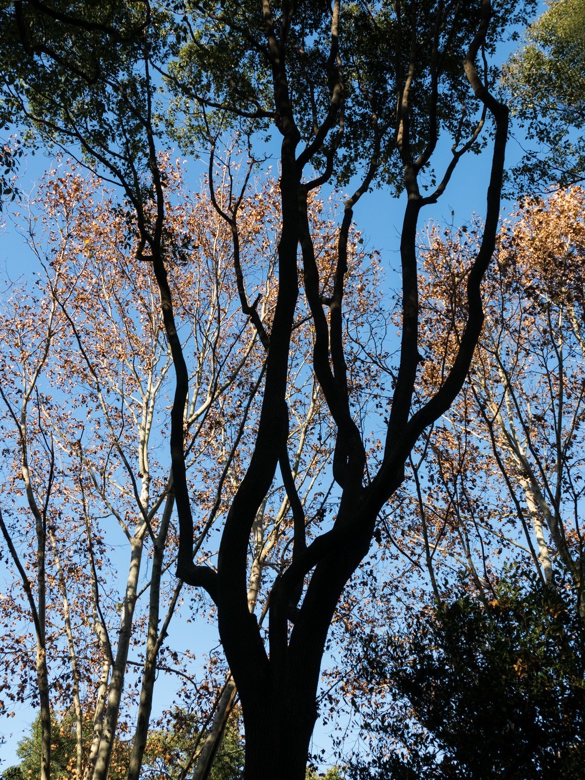 复兴岛公园（2）