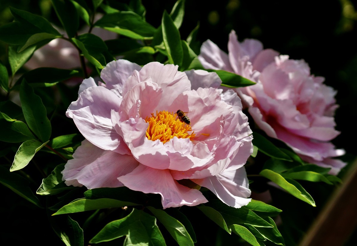 国家植物园北京植物园牡丹花